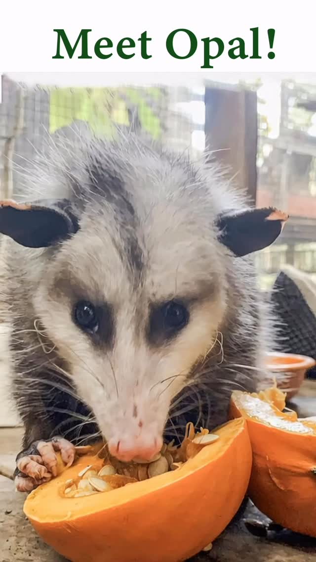 Meet Opal… she is an educational animal at WERC.. Opal is a Virginia Opossum commonly found in our local area. Opal arrived after being found on a rainy cold night by herself in Morgan Hill. She was overly friendly with humans thus preventing a safe release back to the wild. You can meet Opal and our other educational animals in person by scheduling a live animal program on our website. #opposum #opposumsofinstagram