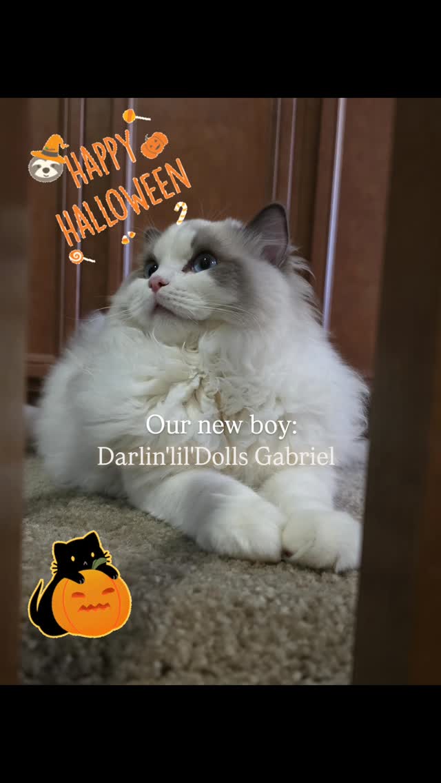 Happy Halloween 2025 to all Halloween enthusiasts and cat lovers!! Be safe and enjoy all the yummy ans creations made for this fun celebration.
Announcement:
We are at a paused for litters untill I delivery my very own little baby in the oven and recover. We will have a focus on reds/creams/flamepoint kitten (still includinh seals and blues) in our future litters. When that time comes, I encourage those to join a waitlist. I will only accepted 5 spots for five approved forever families.
Predictions: Red/Cream boys and GIRLS!! Including seal and blue. (Depending on the breeding pair)
*Note: Gabriel CANNOT produce female reds/cream...he can produce torties depending on the female he is paired with.
Lucifer can produce both red/cream females.
When I resume program, I will start with ONLY 1 litter a season. I will in eventually set up a waitlist for Lucifer and Gabriel's future litter. I highly encourage those not in a rush and willing to ride the wave of time, to join the waitlist once its open. Especially for reds/creams.
📍We are located in Southern California.
Delivery through a trusted pet travle company with travle nannies to travle in cabin with kitten.
My BEST point of contact is via EMAIL at MyChampionHeartRagdolls@gmail.com
With no kittens while Im on pause, my cat line cell phone will not be checked, if so, rarely. And on DND 24/7.
#mychampionheartragdolls #MyChampionHeart #Darlin'lil'Dolls #darlinlildolls #halloween2025👻 #halloweenragdollcat2025