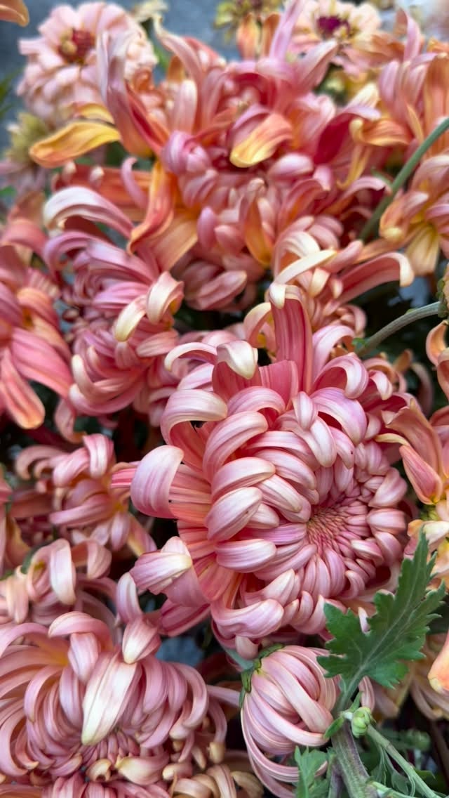 Mums the word! This weekās haul to NYC!!
#flowerfarm #flowerfarmer #smallfarm #fall #heirlooms #chrysanthemum