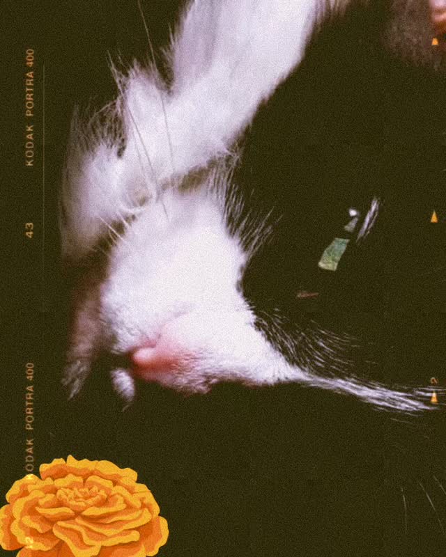 💜🐾🌈 Rescued is my favorite soul.