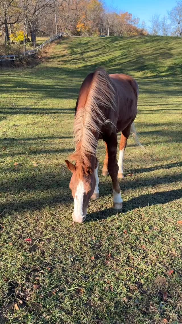 Another stunning fall day in VA. Retirees are happy as can be. Pumpkin, Finn, May, Dutch, Brandy, George, and Dougie ๐๐