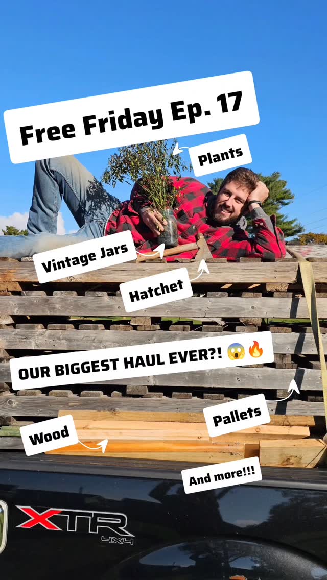 We hit the Free Friday motherload! 🙌
What started as a quick pallet pickup turned into a full-blown free haul adventure — pallets, vintage Ball jars, a hatchet, copper, lumber, and even some garden peppers 🌶️
When they said “take whatever you want,” I might’ve gotten a little carried away… I just pulled up the whole pepper plant 😅
Stay tuned — we’re heading back for round two!
#FreeFriday #HomesteadHacks #BudgetHomestead #DIYHomestead #FreeHaul
