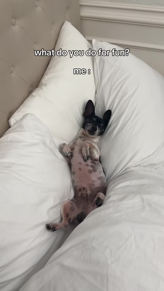 Who can relate? 🤣 #rescuedogs Join us at DOGAROOO — the Ultimate Dog Convention! 🐾🐕🐩
Mark your calendars 🗓️ March 6–7, 2027 at the @pasadena_conventioncenter in Pasadena, CA! This is the can’t-miss event for dog lovers everywhere. 🐶✨
Here’s what you & your pup can look forward to:
✨ Vendors & Sponsors with treats, toys, food & must-have products
🎓 Meet & learn from some of the world’s top dog trainers
🏡 On-site adoption area in partnership with local shelters ❤️
👑 Dog costume contest + “Best in Show” competition
🌳 Dog park, pet games, dog art, fashion and fun for the whole family
Our mission at Dogarooo Convention is simple: create the ultimate experience for dog owners while helping pups across California find their forever homes. 🐾
🐕💼 Interested in sponsoring or booking a booth? Email us through the link in our bio today!
📍 Pasadena Convention Center
📅 March 6–7, 2027
#Dogarooo #DogConvention #pasadenadogs #DogParents #DogsOfInstagram #amazonpets #amazondogs #convention #conventions #rescuedogsofinstagram #dogevent #dogreels #doginfluencer #doginfluencers #doginfluencersofinstagram #dogtoysofinstagram #petexpo #funnydogvideos #dogtraining #dogtrainers #funnydog #losangelesdogs #cutedog #doginfluencersofinstagram #funnydogreels #funnydog #funnydog #dogmeme #dogs #funnydogmemes #chihuahuas