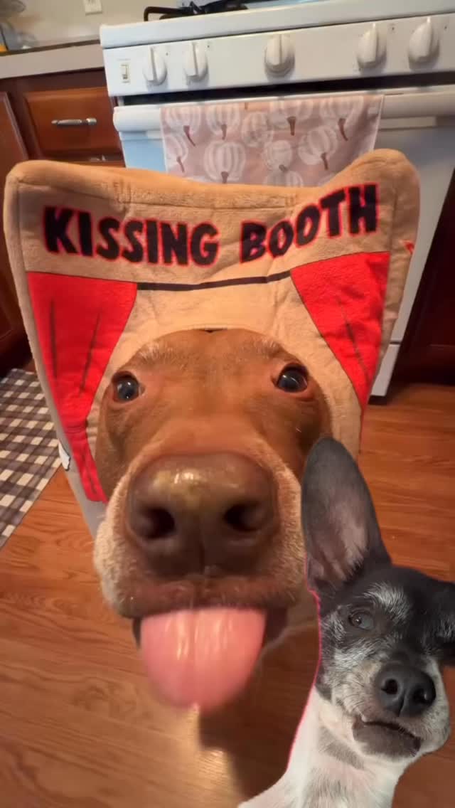 Louie reacts to @justopiethings 😂 #rescuedogs Join us at DOGAROOO — the Ultimate Dog Convention! 🐾🐕🐩
Mark your calendars 🗓️ March 6–7, 2027 at the @pasadena_conventioncenter in Pasadena, CA! This is the can’t-miss event for dog lovers everywhere. 🐶✨
Here’s what you & your pup can look forward to:
✨ Vendors & Sponsors with treats, toys, food & must-have products
🎓 Meet & learn from some of the world’s top dog trainers
🏡 On-site adoption area in partnership with local shelters ❤️
👑 Dog costume contest + “Best in Show” competition
🌳 Dog park, pet games, dog art, fashion and fun for the whole family
Our mission at Dogarooo Convention is simple: create the ultimate experience for dog owners while helping pups across California find their forever homes. 🐾
🐕💼 Interested in sponsoring or booking a booth? Email us through the link in our bio today!
📍 Pasadena Convention Center
📅 March 6–7, 2027
#Dogarooo #DogConvention #pasadenadogs #DogParents #DogsOfInstagram #amazonpets #amazondogs #convention #conventions #rescuedogsofinstagram #dogevent #dogreels #doginfluencer #doginfluencers #doginfluencersofinstagram #dogtoysofinstagram #petexpo #funnydogvideos #reactionvideo #reactionmemes #funnydog #losangelesdogs #cutedog #doginfluencersofinstagram #funnydogreels #funnydog #funnydog #dogmeme #dogs #funnydogmemes #chihuahuas