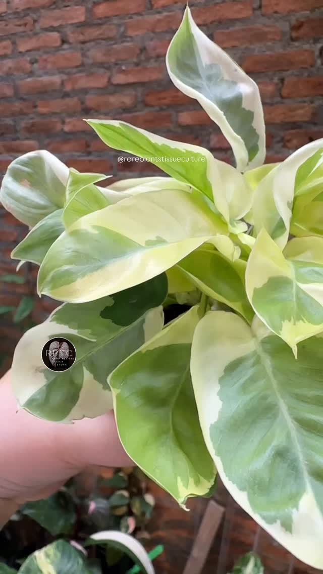 Philodendron Burle Marx Lava, still a rather rare and beautiful mutation found among thousands of the more common Burle Marx green or aurea that we’re familiar with.
Unicorn plants and wholesale potted plants are now available in our shop with prices listed at our website www.rareplantstissueculture.com/wholesale-potted-plants
#philodendronburlemarxlavavariegata #philodendronburlemarxlava #philodendronburlemarxvariegated #philodendronburlemarx #mutation #rareplantstissueculture #wholesale