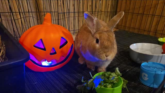 Happy Halloween 🎃!! From Freddy @thecoolbunnysittersakl