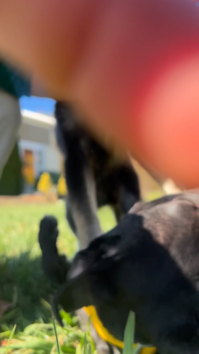 📣Updates: ▪️We have puppies! ▪️ Wednesday & Klaus have surgery on their broken legs Monday 🤞▪️The website is finally up to date on adoptable’s. The bio’s are hilarious, so read them at the 🔗 in our bio. #adoptdontshop #rescuedog #winstonsalem #puppy #spayandneuter