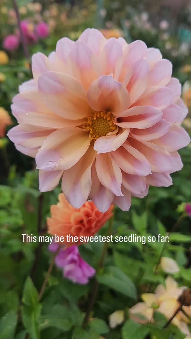 These peachy petals with gorgeous blush tips and an open center for pollinators. 😍
At this point, we are tossing our dahlia breeding guidelines out the window,and we just want to keep all of the dahlias grown from seed.
Looks like we are going to be pulling up more lawn this winter to make room for more dahlias. 😀