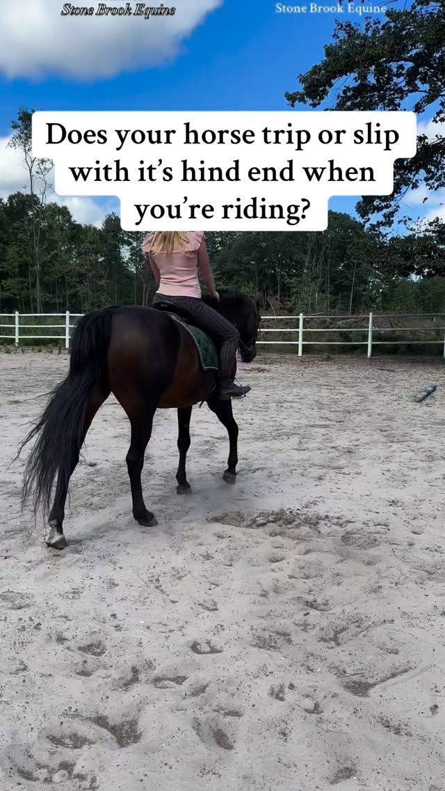 When a horse consistently loses balance or traction in the hind end, it usually means the muscles and fascia around the pelvis aren’t supporting the joints properly.
When the glutes, hamstrings, or lumbosacral area get tight or weak, the horse can’t fully engage or stabilize — so they start to trip or slip.
Common causes:
⚡ Weak core or topline from limited engagement
⚡ SI joint restriction or pelvic imbalance
⚡ Tight hamstrings or glutes from overuse
⚡ Poor saddle fit or rider imbalance blocking movement
💫 A horse that trips isn’t lazy….it’s compensating.
Loosen the tight chains, strengthen the weak ones, and you’ll see that hind end stabilize fast.
💫 Fix the cause, not the symptom.
Tag a friend whose horse “just trips sometimes.” 😉
🌿 Follow for more horse tips
🌿 Learn how to massage your horse today at Stone Brook Academy 💕 Links in bio!
🌿 Comment LEARN to get your free acupressure guide
#equestrian #ranchlife #farmlife #cowboy #holistichealth