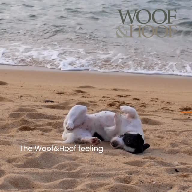 The Woof&Hoof feeling comes in many forms 🐶 nap like you mean it, zoom like no one’s watching, or roll like a potato 🤣🩷🐶
Minda is looking forward to spreading the silly 🤪 at https://www.woofandhoof.com.au/contact
#dogmassage #caninemassage #cranialsacraltherapy #caninemassagetherapy #energyhealing #woofandhoofwellness #macedonranges