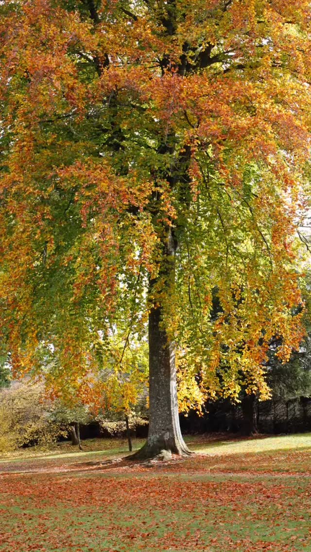 Last week I was thrilled to join a garden photography workshop with @clivenichols @bowoodwiltshire.
Previously I’d been reluctant to use my rather complicated tripod but using it in this beautiful place, guided by this master and with a lovely group of people was a joy and a revelation.
Towards the end of the day we discovered I’d been in a photography day with Clive many years ago because of an anecdote I’d remembered - if only I could find the photos taken then.
Good to meet @austindesignworksltd
#gardenphotography #autumncolours #dahlias #beechtree #inspiration #englishcountrygarden #alwayslearning