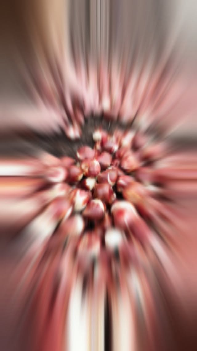 Tulip Mania took over at the farm today. Line ‘em up, fill the trench, rinse, repeat. Look for these beauties early and often in ‘26!
#localflowers #tulips #flowerfarm #hightunnel