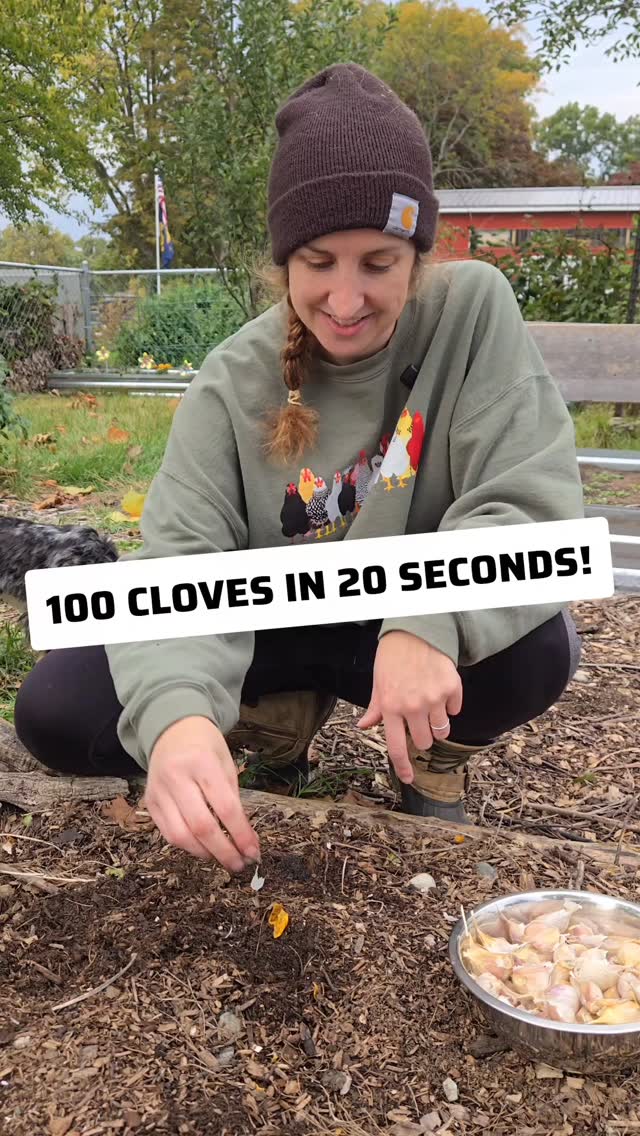 Two years ago, we had no idea what we were doing when we planted garlic…
Last year, we planted 67 bulbs, and this year we’re going for 100 — all from our own saved cloves 🧄
Watch Paige plant a hundred garlic cloves in just 20 seconds and share how much we’ve learned since our first try.
Growth takes time — in the garden and in life 🌱
#GarlicPlanting #HomesteadLife #FallGarden #GrowYourOwnFood #GarlicHarvest