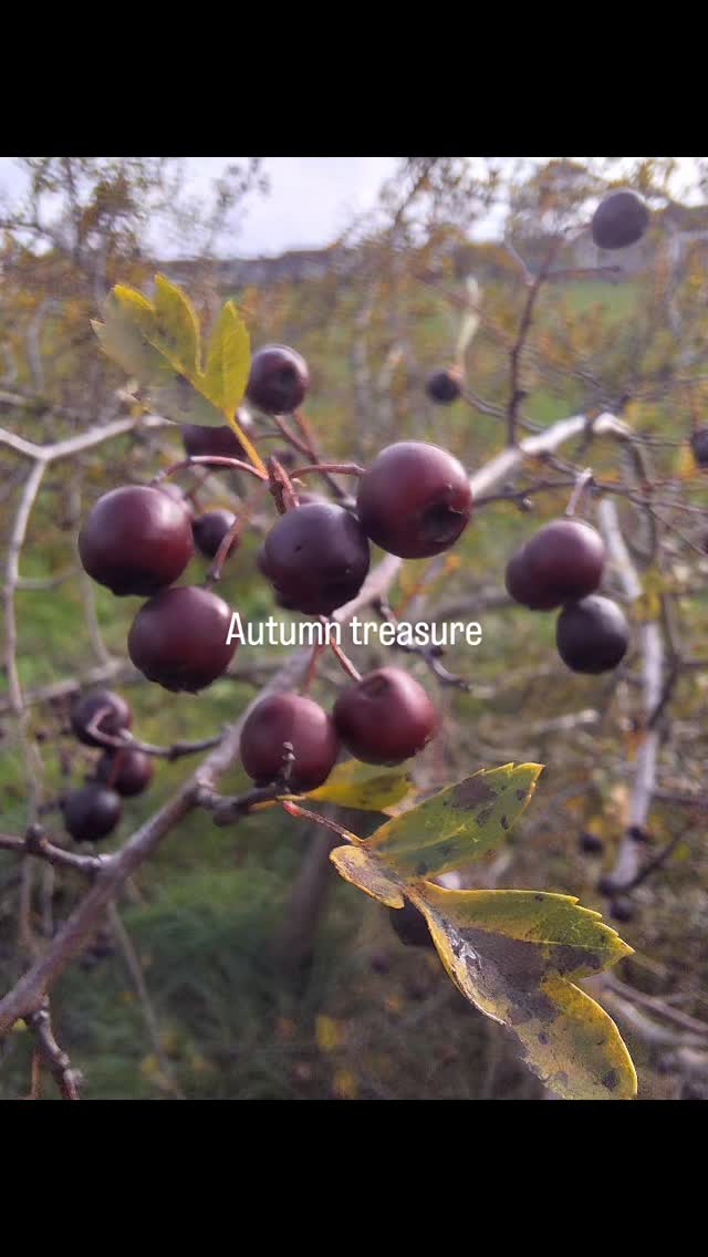 Beautiful week of outdoor learning. Growing, harvesting & eating our produce - so powerful. It's magic sharing food & celebrating doing it together. It takes a village...
#outdoorlearning #natureconnection #playistheworkofchildhood