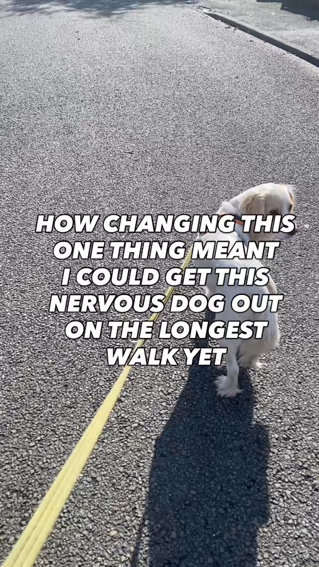 Sometimes dogs need clarity on what they are expected to do and how they are expected to act
It’s not that they don’t know, it’s that we haven’t showed them
Sometimes without even realising we are reinforcing the behaviours we don’t want
Need help training or walking your dog?
Pop us a dm and let’s have a chat about how we can help
#chalfontstpeter #chalfontstgiles #gerrardscross #dogwalking #dogwalker🚶🏻♂️🦮💨 #seergreen #beaconsfield #dogtrainer #dogtraining