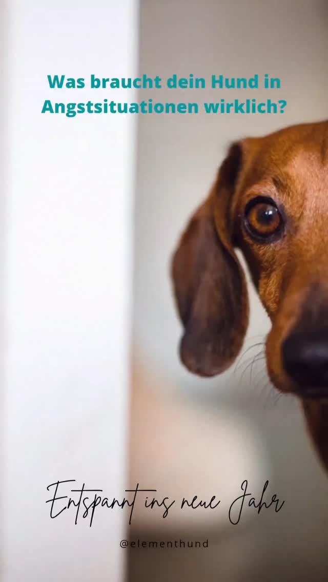 Viele Hundehalter:innen wissen theoretisch, wie sie ihren Hund auf Silvester vorbereiten sollten – und trotzdem funktioniert es oft nicht.
Warum?
Weil sie gar nicht genau verstehen, was ihr Hund in Angstsituationen wirklich braucht - denn jeder Hund ist anders. 🐶💔
Genau das – und noch viel mehr – lernst du in meinem 7-Wochen-Onlinekurs „Entspannt ins neue Jahr“:
🐾 Du verstehst deinen Hund besser.
🐾 Du lernst, ihn sicher durch Silvester und die Feiertage zu begleiten.
🐾 Du bekommst Trainingsvideos, Checklisten, Hintergrundwissen & persönlichen Support.
✨ Start: Samstag, 8. November
⏰ Anmeldung nur noch bis morgen um Mitternacht!
Gib deinem Hund dieses Jahr das schönste Geschenk: ein entspanntes, angstfreies Silvester. 🎆💛
🔗 Link in Bio
#silvesterhund
#silvesterangst
#geräuschangst
#angsthund
#hundetraining
#hundetrainerin
#hundeverhalten
#achtsameshundetraining
#hundetrainingmitliebe
#vertrauenimblick
#entspannterhund
#entspanntinsneuejahr
#onlinehundekurs
#hundeschuleonline
#trainingmithund
#hundemenschen
#hundeliebe
#hundebesitzerwissen