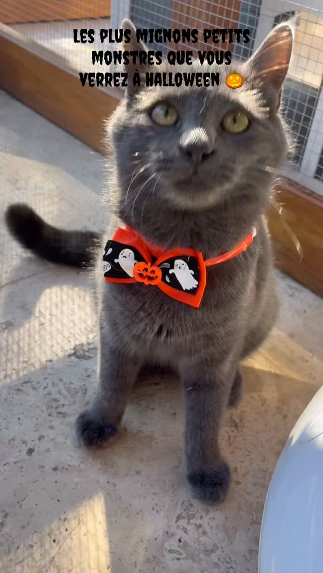 C’est Halloween !
Nos pensionnaires ont sorti leurs plus beaux costumes et on fond devant tant de mignonnerie
Et vous, prêts à craquer aussi ? 🎃🕸️🦇
#larecreduchat #aixenprovence #pensionpourchats #aixmaville #chat #hotelpourchats #cat #letholonet #halloween