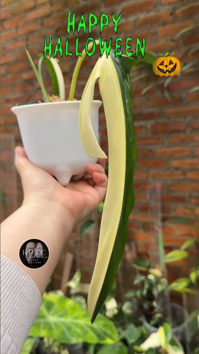 Philodendron Paloraense in scary half moon white 👻 Happy Halloween to all ! 🎃
Unicorn plants and wholesale potted plants are now available in our shop with prices listed at our website www.rareplantstissueculture.com/wholesale-potted-plants
#philodendronpaloraensevariegated #philodendronpaloraensealbo #philodendronpaloraense #rareplantstissueculture #wholesale #happyhalloween