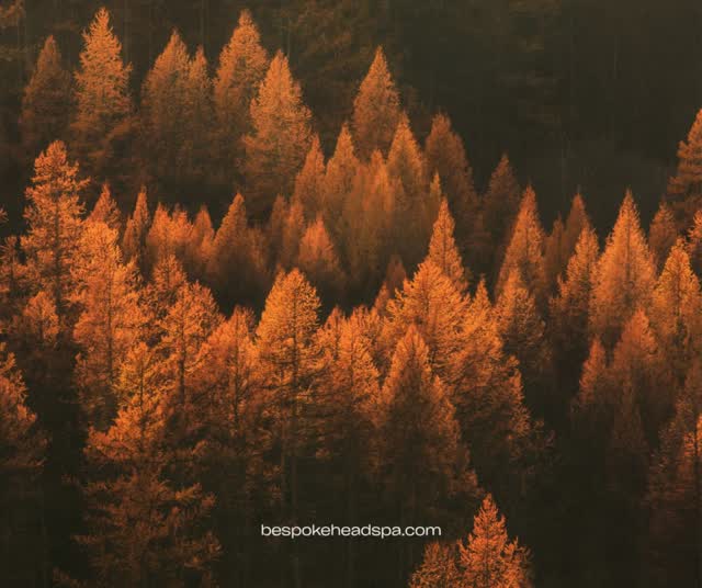 We have some last-minute opening this weekend, so if you've been meaning to get in, this is your sign!
#springfieldmo #headspa #selfcare #scalpcare