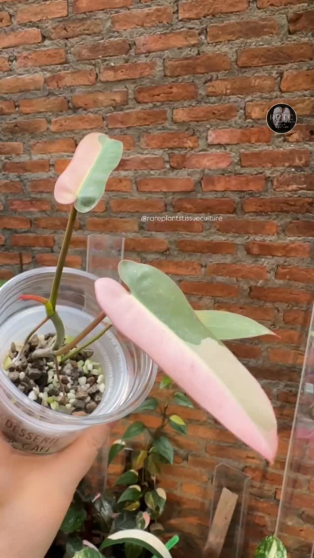 Checking out that pink under the different lightings in our garden and lab. Yup, still showing up in that cute pastel pink!
Unicorn plants and wholesale potted plants are now available in our shop with prices listed at our website www.rareplantstissueculture.com/wholesale-potted-plants
#philodendronatabapoensepinkvariegated #philodendronatabapoensepink #philodendronatabapoense #rareplantstissueculture #wholesale #weekendvibes