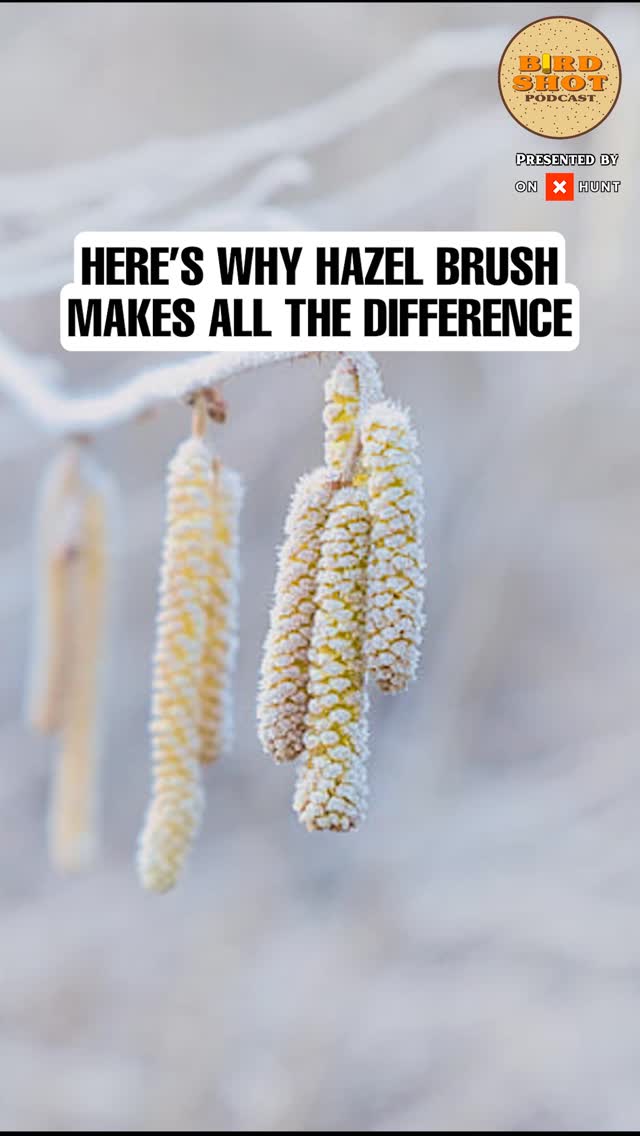 Smart hunters scout from the ground up.
In this episode of The Birdshot Podcast, host @nilarson13 guides guest Brady Martin and listeners through a foundational lesson in ruffed grouse habitat: why hazel brush matters more than you think.
🎧 Listen to the full episode, link in bio
#ruffedgrouse #uplandhuntingtips #birdshotpodcast #hazelbrush #wildhabitat #grousehunting101 #grousecoverts #uplandcover #forestecology #habitatmatters #birdhuntingstrategy