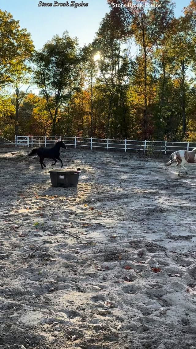 At first glance, it looks like your horse’s back has simply dropped — a deep curve forming between the withers and the croup.
But that dip tells a bigger story.
A sway back isn’t just a cosmetic flaw, it’s a sign that the muscles supporting the spine have weakened or stretched, allowing the back to collapse under time, tension, or poor posture.
It can develop from years of carrying weight incorrectly, ill-fitting saddles, age, or even genetics.
And as the spine sags, the horse struggles to lift through the core, engage the hind end, and move freely — often leading to stiffness, short strides, or soreness.
So when you see that hollow curve, don’t just see age or conformation …see a body asking for support, strength, and relief.
🐴 Is Your Horse Showing Signs of Kissing Spine?
Before you panic — here’s what’s really going on ⬇️
Kissing spine happens when the spinous processes (the bones along the spine) start to rub or “kiss” each other. But here’s the truth most riders don’t hear:
💫 The bones aren’t the problem — the movement patterns are.
When the topline is weak and the core isn’t supporting the back, the vertebrae are pulled closer together.
Tight fascia, poor saddle fit, and lack of true engagement make it worse over time.
💫 You can’t stretch your way out of kissing spine…you have to retrain the body to move correctly and release the tension from the muscles.
Here’s what helps most horses:
⚡ Core activation (pole work, transitions, hill work)
⚡ Fascia and muscle release to restore motion
⚡ Correct saddle fit and pain-free movement
⚡ Balanced rider position
Your horse isn’t broken — they’re asking for help.
Build the back…protect the spine…bring the joy back to movement. 🐎
🌿 Comment LEARN to get your free acupressure guide for the sore back
🌿 Follow for more horse tips
🌿 Learn how to massage your horse today at Stone Brook Academy 💕 Links in bio!
#holistichealth #healing #healer #equestrian #ranchlife #horse #equinemassage
