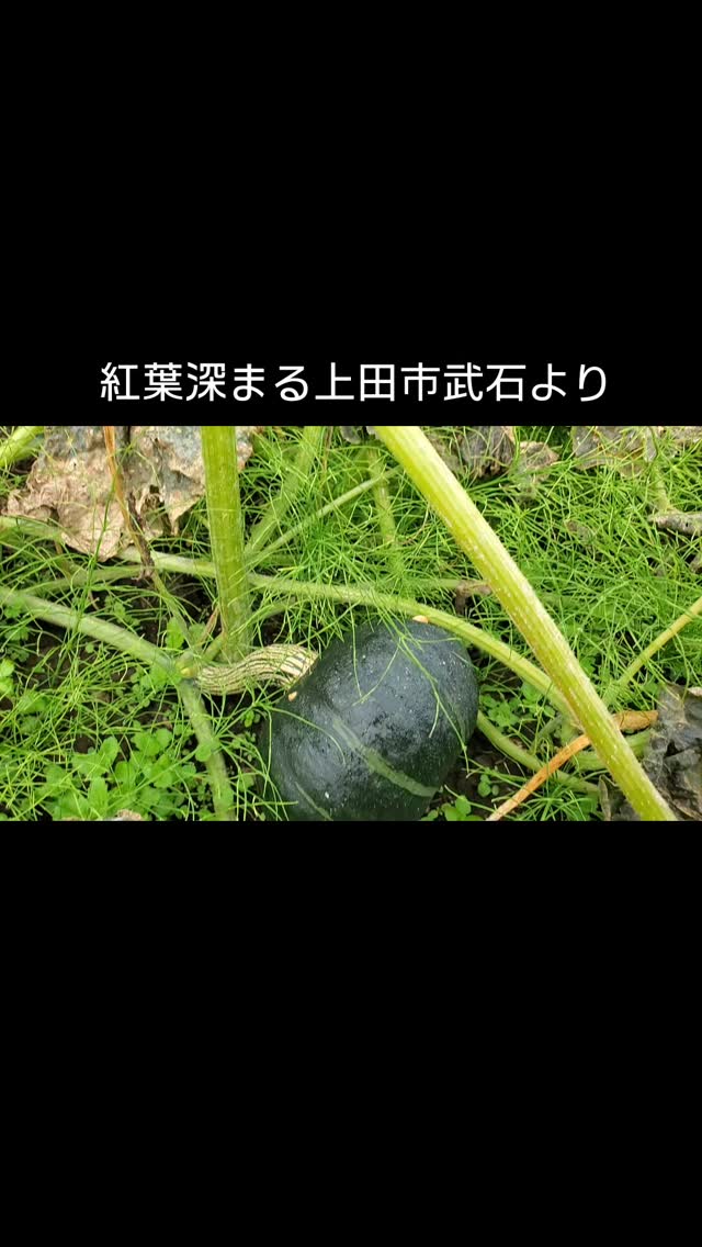 明日(11/1)から上田で開催される
EKKYO.SUMMIT @ekkyo.hub でご提供する食材を
万ぎくさん @mangiku_ueda にお届けしました!
🌾🍅🎃
素敵なイベントになることを願っています✨
#ekkyosummit #上田市