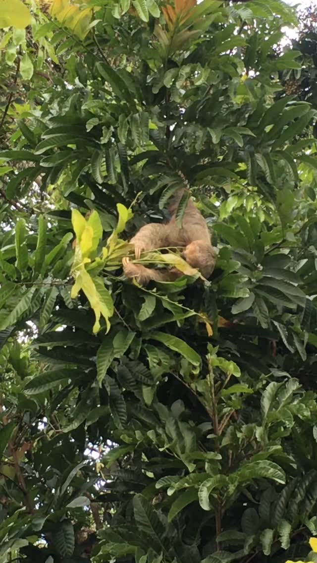 🌲EUDR (European Deforestation-Free Regulation): we have every farm GPS mapped, are an “operator” for EU imports, and are 100% ready! Yet we go further.
🐸 When you use machetes for weeding instead of defoliants, the ecosystem is happy.
🤝 If you’re a roaster seeking a long-term business relationship with those who farm your beans without deforesting, reach out!
🔗 Click the link in our bio or DM our farming group. We ship almost anywhere on pallets and warehouse in The Netherlands, Dubai and the US.
#greencoffee #specialtycoffee #nicaragua #naturalprocess #honeyprocess #thirdwavecoffee #anaerobiccoffee #pacamara #directtrade #directtradecoffee #woc #coffeeprocessing #sustainablecoffee #biodynamiccoffee #coffeeroaster #coffeesorting #coffeeroasting #coffeefarm #goldmtncoffee #besocialbegold #coffeefermentation #carbonicmacerationcoffee #nicaraguancoffee #worldofcoffee #yellowpacamara #yeastcoffee #eudrcoffee #eudr #eudrnicaragua
