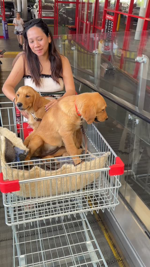 🐾✨ Rhythm and Krypto’s shopping adventure at Bunnings was a game-changer! 🛒💕 Taking your puppy on longer outings, like an hour or so, is one of the best ways to desensitize them. It helps them get used to new environments, sounds, and people—plus, they often end up having a blast!
The key? Create positive experiences. I believe that if you expose them to something three times, it becomes a habit. During our trip, they met tons of friendly faces and handled it all like pros! 🙌
We also practiced their car manners, reinforcing their training from our café visits. We received compliments from about 10 people on how well-behaved they were!
Remember, socialization is crucial for raising a well-rounded pup. It takes time and effort, but that’s how you create legends! 🐶💫 #PuppyTraining #Socialization #DogAdventures