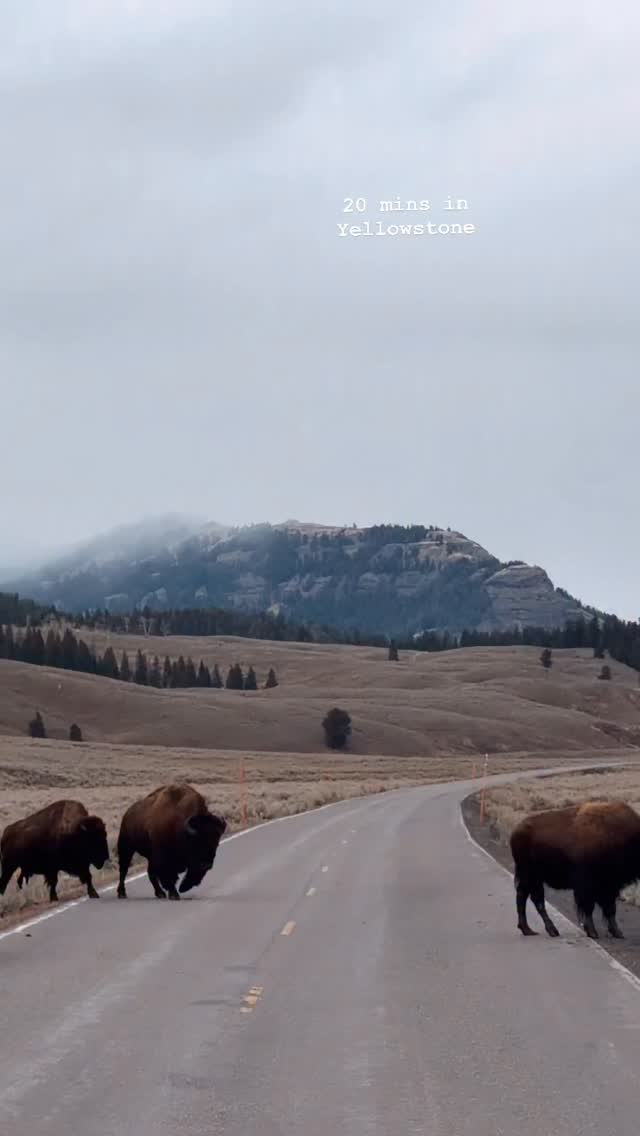 Accepted the hype & got a welcome show from our first U.S. national park — 🍁🍂
From half an hour driving between Mammoth & Lamar:
✨ More elk peruse tourist attractions than people this November, lining walkways of local communities like visiting window shoppers.
🌻 Herds of bison graze nonchalantly, enjoying eroding fields as if drove outside the park, all dramatic family dynamics & full, luxurious exploitation of their environment.
🎃 A coyote nearly hopped in my car like my new pet. We had a real moment after it ran down the highway to meet me. Bet it would eat me as soon as I got comfortable.
🎃 Antelope dot fields like ants on a landscape, hardly visible in their camouflage. Close, they’re robed in regalia, poised , balletic, charming.
❄️ Get fat & warm baby rosehip black bear & blessings on a cozy winter for us both.
Grateful for Rocky Mountain life & an opportunity to explore sweeping valleys & alpine plains, the history & mysteries of this geologic maze, sage-steppe, willow, dogwood, juniper & pine, fabric of the PNW.