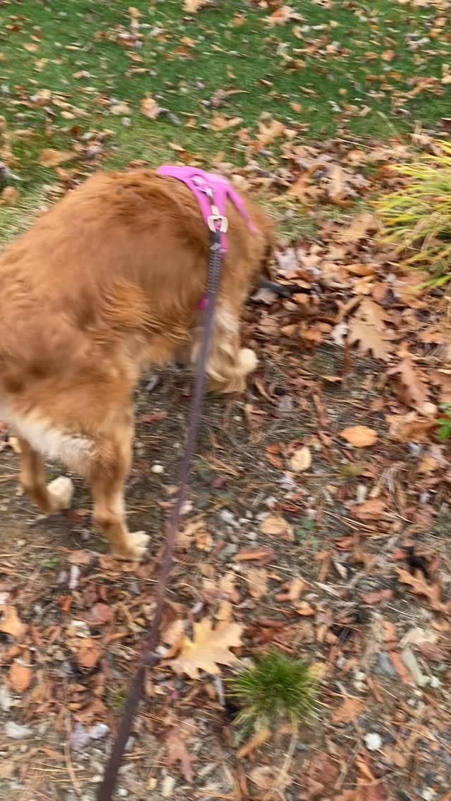 Hard work, dedication, a true underdog success story
#nature #dog #goldenretriever #getoutside