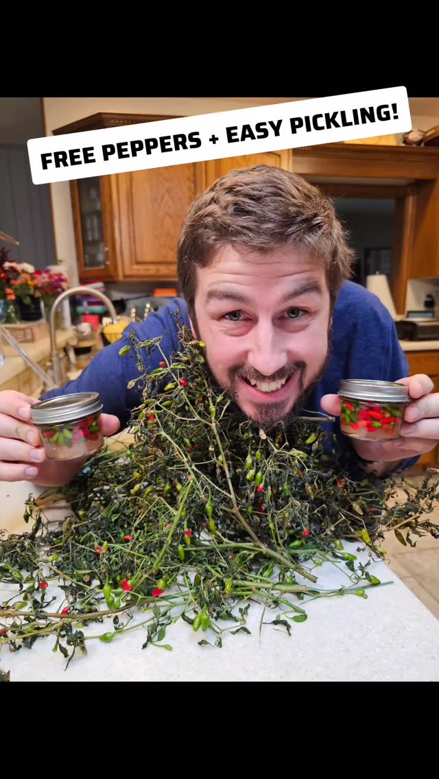 Got a bunch of free spicy peppers — not sure what kind they are, but they were too good to waste! 🌶️
I made some quick pickled peppers with a little over half vinegar, some water, and a generous pinch (or three 😅) of salt.
No warm water. No perfect ratios. Just a good shake and a taste test.
The more you learn, the more you realize — it doesn’t always have to be exact, it just has to taste right.
(Just make sure you’ve got enough vinegar and salt so they don’t mold!)
#PickledPeppers #HomesteadKitchen #FermentingFun #QuickPickles #PreservingFood
