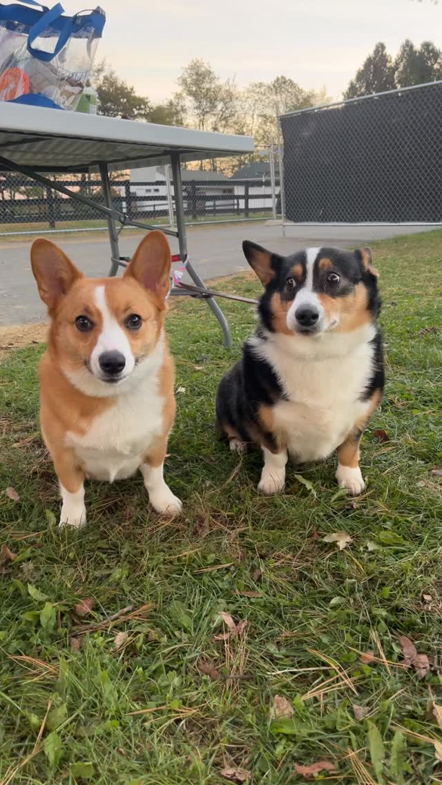 Little legs with big personalities!! We love our corgis!! Especially our own Stanley and Annie 😉 #eventing #corgis #corgisofinsta #fyp #dogsofinstagram