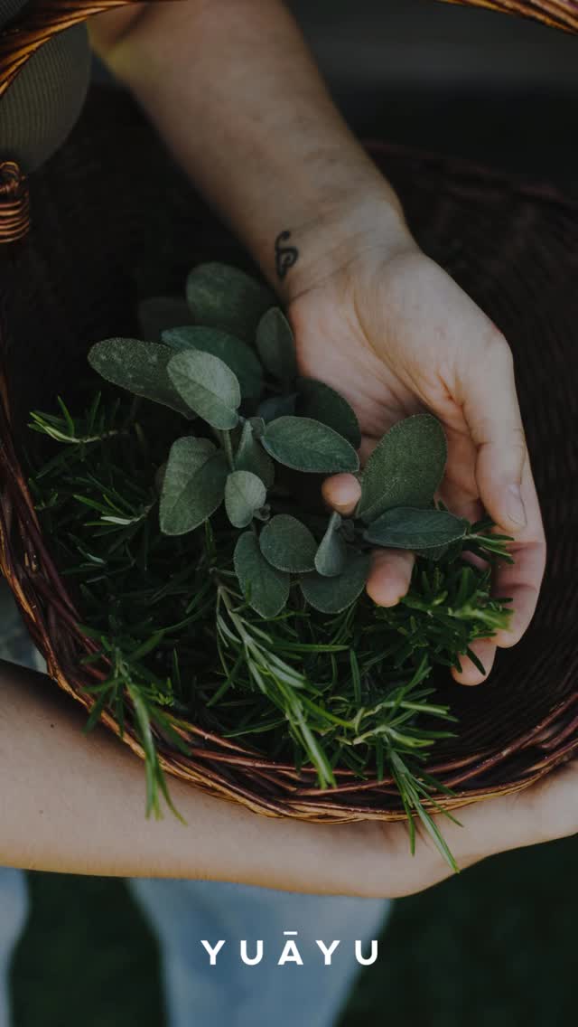 Ayurveda hat uns gelehrt, dass alles, was wir brauchen und uns gut tut, in unserer Nähe wächst.
Dieses Wissen begleitet uns bei der Herstellung unserer Produkte. Wir wenden die Ayurvedischen Prinzipien an und richten uns nach den „Gunas“ (Eigenschaften wie zB Warm/kalt) aber nutzen europäische Pflanzen die wir lokal anbauen und verarbeiten.
Unsere Heilpflanzen wachsen in unserem bio-zertifizierten Garten in Vorarlberg. Sie werden geerntet, wenn sie bereit sind und mit derselben Ruhe weiterverarbeitet, mit der sie gewachsen sind.
So entsteht wirkungsvolle Pflege, die im Einklang mit der Natur ist.
Jedes Produkt trägt die Energie des Ortes, an dem es gewachsen ist und der Person die es hergestellt hat. Vielleicht spürst du sie auch auf deiner Haut. 🌿
#yuayu #ayurvedaskincare #slowbeauty #holisticbeauty #sustainablebeauty #madeinaustria