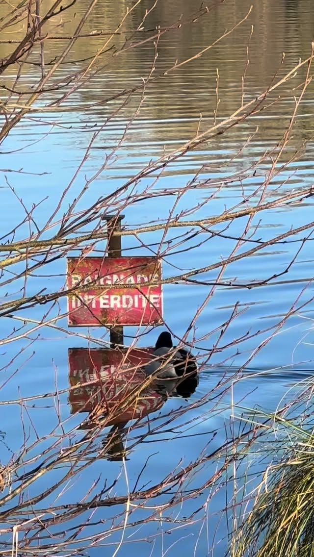 #picardie #somme #lasommeblog #lasommemonamour #longprelescorpssaints #long #condefolie #nebelzauber #brumes #cygnes #schwäne #étangs