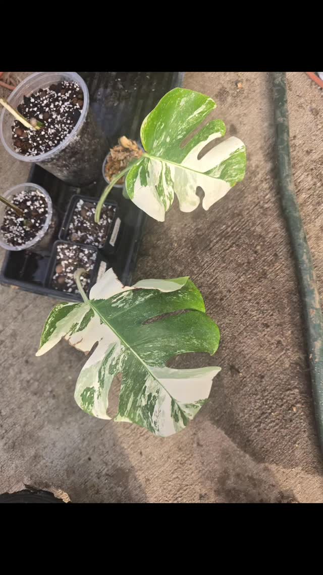 friends heres 4 cuts of my monstera albo 2 VERY ROOTED bottom cuts and 2 ariel rooted mid cuts! they all have rooting hormone on the cut ends. i am offering each up, if youve wanted a cost friendly way to get an albo heres come chances! 🤗 dm for info
#thehenandthechick #smallbusiness #smallfarm #greenhouse #plants #plantsofinstagram #plantsofinstagram #fypシ❤️💞❤️