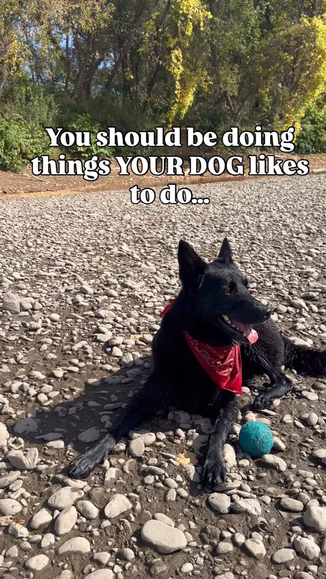 We need to start treating dogs more like dogs!
And no that doesn’t mean they aren’t still your fur baby BUT
we need to start understanding and acknowledging or dogs natural behaviors.
✨ETHOLOGY✨
Big word ,but at its essence, provided us with insight into the world of dog behavior. Imagine what your dogs life would look like if they were allowed the freedom to make their own choices:
What activities would they do?
How would they communicate and form relationships?
What and how would they eat?
Over time we have bred dogs for specific traits to meet our needs; such as herding, guarding, hunting etc.
But traits that were once highly valued may now clash with modern human life and what we look for it a “PET” dog. Behaviors that were once desired may now pose a challenge in home and public settings. (ie barking, chasing, pulling, digging)
By UNDERSTANDING these roots, we can better navigate the balance between our dog’s natural instincts and requirements of our human world.
WE’RE ESSENTIALLY ACKNOWLEDGING AND RESPECTING THE ESSENCE OF BEING A DOG!
✨ENRICHMENT✨
These are the activities YOUR DOG likes to do. This is how we bridge the gab between our human world and the instincts of our furry companions.
It is the art of intentionally adding or allowing activities into our dog’s daily lives, catering to their physical, mental and emotional well-being.
Its SELF CARE for our DOGS.
Just like we need a work/life balance to not loose our minds.
SO… take your dog for that walk, play tug, throw that ball, let them sniff their hearts out, shred that toy, swim, get dirty and play! Our main job is making sure they have a safe way to do these things.
Now, go let your dog be a DOG.
•
•
•
#dogtraining #enrichment #letdogsbedogs #vermont #802dogs