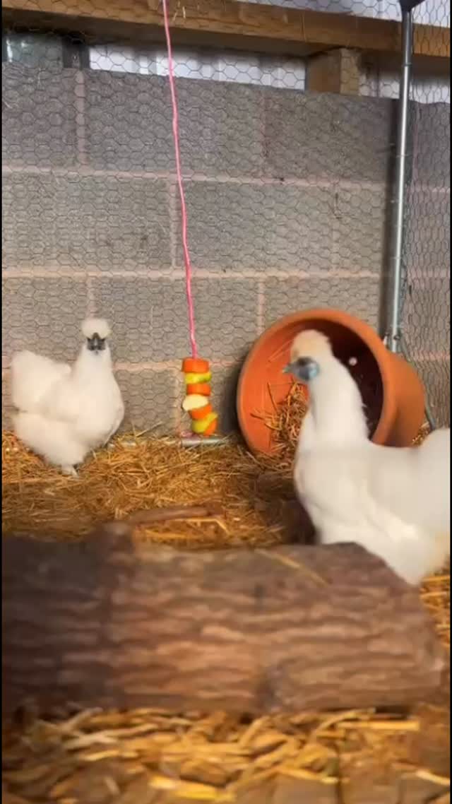 Rita, Bob & Sue 💕 #silkie #silkiechickens #animaleducation #alpacafarm #cheshirefarm #warringtonalpacas #pettingfarm #alpacawalking #giftideas #woodlandsalpacfarm
