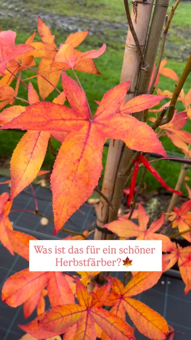 🍁 Der Amberbaum – Farbzauber pur! 🍁
Der Liquidambar styraciflua begeistert im Herbst mit seinem unglaublichen Farbenspiel – von leuchtend Gelb über kräftiges Orange bis hin zu tiefem Rot.❤️💛🧡
Bei uns findest du ihn in vielen Varianten:
🌳 Hochstamm
🌳 Bodenspalier
🌳 Säule
🌳 Hochstammspalier
… und sogar bereits richtig große Exemplare für sofortige Wirkung im Garten! 💪
Ein echter Hingucker für jede Jahreszeit. 💚
#baumschulenterbrack #amberbaum #liquidambarstyraciflua #herbstfarben #gartenliebe #bäume #pflanzenliebe #gartengestaltung #pflanzencenter #baumschule #naturpur #garteninspiration #laubbaum