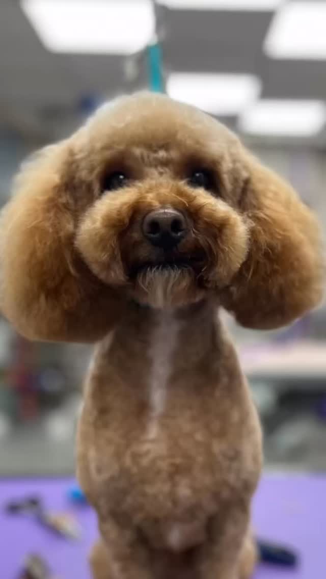 10% Off a Full Groom @ Scruffy Dogs Until end of November 2025
Call 02922 802554
Or book at scruffydogs.net
47c Cardiff Road, just off Llandaff High Street
#cardiff #cardiffdogs #dogsofcardiff #scruffydogs #PuppygroomCardiff #puppiesofcardiff #dogsofpontcanna #pontcanna #doggroomingcardiff #dogsofllandaff #dognailclippingcardiff #dogsofllandaffnorth #dogsofllandaff #llandaff #llandaffnorth #whitchurch#dogsofwhitchurch #dogsofrhiwbina #dogwalkingcardiff #cardiffwales #cardiffdog #southwalesdogs #dogharnesscardiff #dogdryrobecardiff #dogjumpercardiff