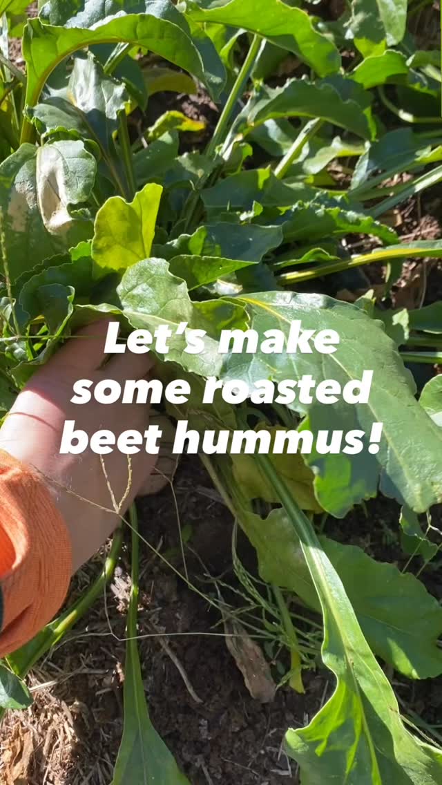 👀Take a peek into the Easy Bee Farm kitchen!
We love our on-site kitchen for giving us the opportunity to
turn our ugly and odd quantity produce into value added goods! This is our Team’s favorite way to reduce food waste and create yummy treats for the Farmstand. Find this beet hummus available in the stand today! #nofoodwaste
