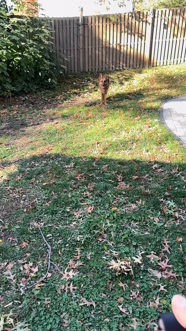 #mondaynightfootball #gsd #germanshepherd #gsdofinstagram #dogs #playtime #gsdlife #playtime #football