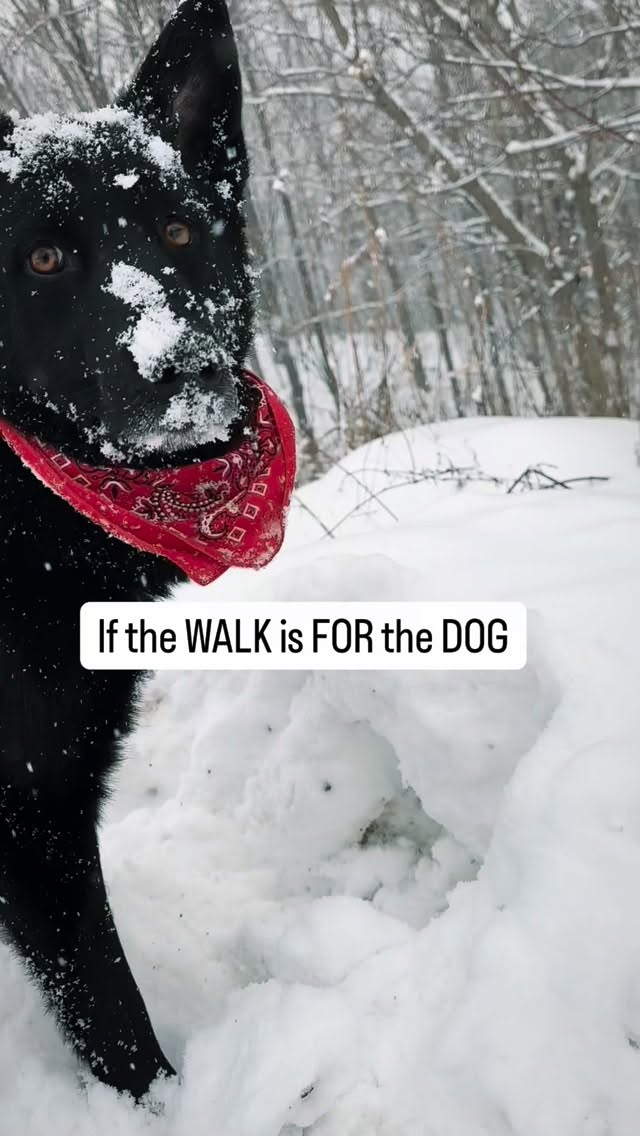 Let’s give the walks back to the dogs🐾
Stop being so impatient
Let your dog take their time and enjoy the walk, LET THEM SNIFF!
Your dog’s walk shouldn’t be by you side the whole time unable to interact with the environment. Let them walk at their own pace (that might be in front of you or behind you)
Let them pee on things
Let them look
and if just one thing….
LET
THEM
SNIFF
Being able to sniff and explore on walks exercises their bodies and BRAINS
Our dogs use their noses to understand and explore the world. Don’t hold them back from that because you are too impatient to wait and let them smell or want to walk to keep up your steps. Focus on quality rather than quantity.
If you have a walking goal and a certain pace you want for your own exercise, leave your dog at home for your own walk and take them a different time.
Other benefits to letting your dog sniff:
Allowing sniffing can calm your dog down and slow their pace
They may pull less when they learn they can take their time with smells
It can build confidence in mew environments
•
•
•
#letthemsniff #dogwalk #doglovers #enrichment #walkyourdog