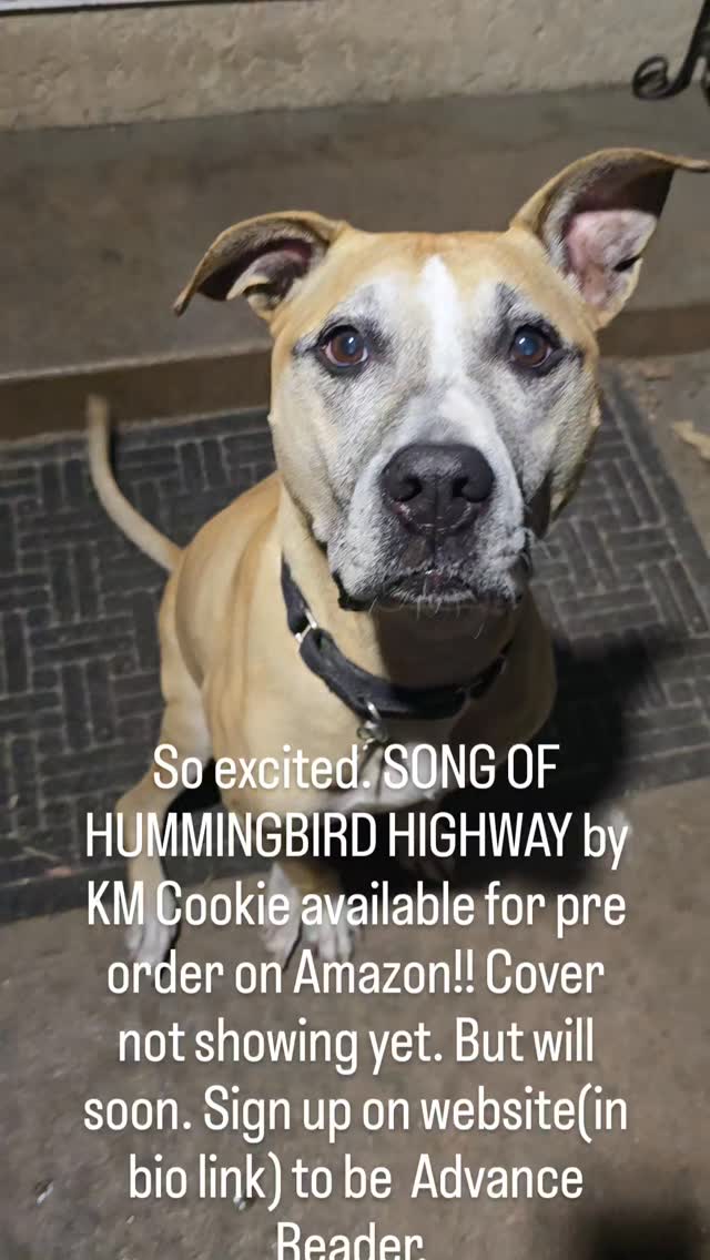 On a waxing gibbous moon-it happened. Song of Hummingbird Highway hard cover book is available.#magicalrealism #debutnovel #fictionwriter #writingcommunity #chucktaylor #wrìterslife #authentic #amwriting #growthmindset @kmcookieauthor #songofhummingbirdhighway #pitlabmix #dogdays #excited #koehler #netgalley