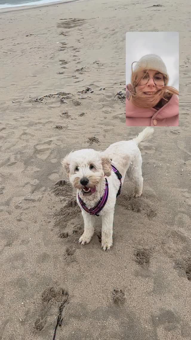 Off topic en toch ook een beetje on topic 🐶
Want het zijn dit soort dagelijkse breaks die me creatief maken. Uit mijn hoofd, in mijn lijf. Frisse wind door mijn haren, lopen door de duinen, spelen met een balletje. Dat Leia me haar liet filmen is een unicum. Ik denk dat het kwam door haar focus op de bal 😂
Want meestal als ik buiten mijn telefoon tevoorschijn haal, blijft ze net zo lang tegen me opspringen tot ik hem weer wegdoe. We zijn samen, buiten. Hier en nu. Met aandacht voor elkaar en de omgeving. Daar hoort geen scherm bij.
En dat maakt me dus creatief. Want in die ruimte ontstaan vaak teksten. Nieuwe ideeën. Spontane ingevingen.
En ja, soms baal ik dat ik weer naar buiten moet. Want dan zit ik lekker in een flow en wil ik door. Of het regent heel hard en wil ik liever warm en droog binnen blijven. En toch zijn dat ook vaak de momenten dat het me juist iets oplevert. Natte sokken bijvoorbeeld 😂
Wat houdt jou fris en creatief? Ik ben heel benieuwd ☺️
#mindful #intentie #creativiteit