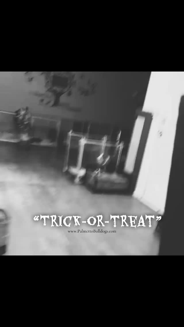 Funny behind-the-scenes moment. This was a couple of weeks ago. I am happy to say after this moment she progressed quickly to being fully potty trained! She is exceptionally intelligent and quite agile, especially for a bulldog. 😹😹😹 #palmettobulldogs #palmettobulldogs #insta #instagram #puppy #funny #funnyvideos