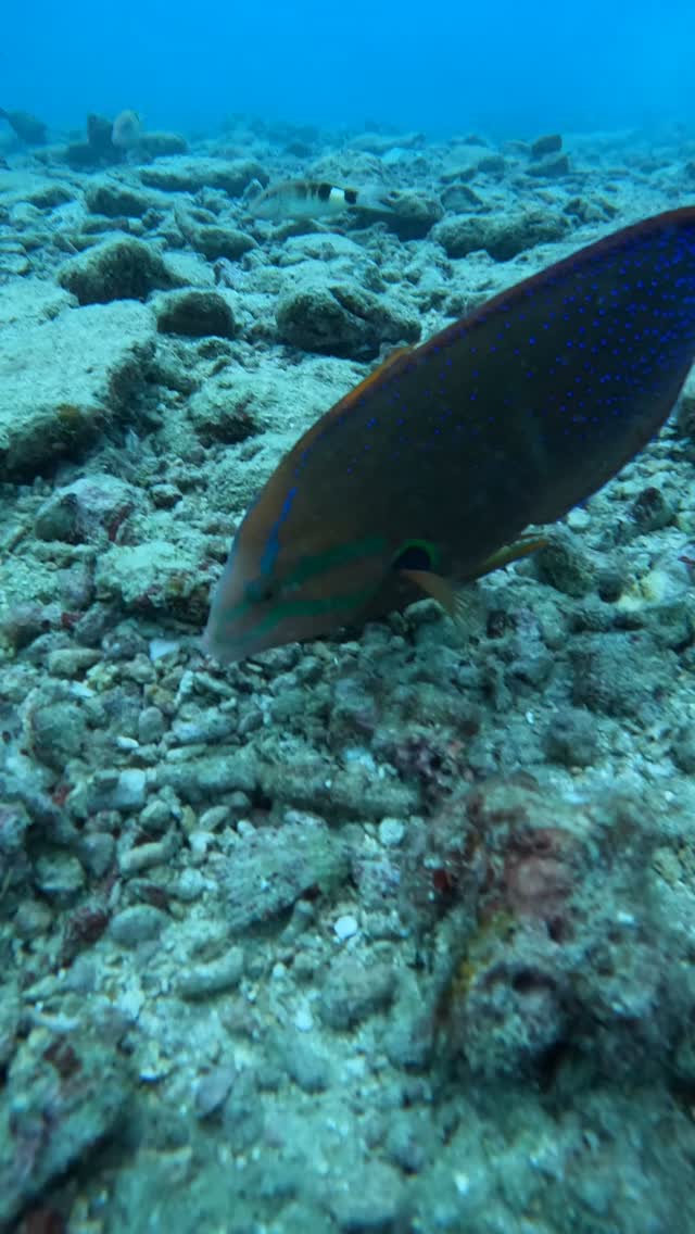 このよく見る魚知ってる?こんなに綺麗なんだけど意外と美味しい魚。それがツユベラちゃん。
ーーーーーーーー
こんにちは!アワードダイビング沖縄です!
良いなと思ったらGood👍とフォロー🔔をお願いします。
沖縄本島中部〜北部の海でダイビングスクールとガイドをおこなっています。
沖縄のダイビング旅行はアワードダイビング沖縄で楽しもう!
アワードダイビング沖縄
https://www.awoddiving.com/
※ホームページからご予約可能です。
ーーーーーーーー
インスタグラム
ID/awoddiving_okinawa
ーーーーーーーー
YouTube
アワードダイビング沖縄
AWOD DIVING OKINAWA
ーーーーーーーー
#アワードダイビング沖縄 #scubadiving #沖縄ダイビングショップ #スキューバダイビング #awoddiving #okinawadiving #沖縄ダイビング #