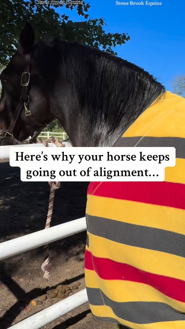 🐴 Ever notice your horse feels great right after a chiropractic session… but then drifts right back to old patterns?
Here’s why 🌿
A chiropractic adjustment realigns the frame, but if the muscles and fascia are still tight, they’ll pull those bones right back out of place.
It’s like resetting a picture frame on a crooked wall….until you fix the foundation underneath, it’ll keep slipping out of level.
That’s where massage and bodywork make the difference.
By releasing tension and restrictions in the muscles and fascia, we help the skeleton stay where the chiropractor put it.
🧠 Relaxed muscles = stability
💪 Free fascia = lasting alignment
🏇 Balanced body = better movement
When the body’s soft tissue supports the structure, adjustments hold longer, performance improves, and you spend less time (and money) chasing the same issue.
✨ Massage makes the adjustment last. It’s the foundation, not the finish.
🌿 Follow for more horse care tips
🌿 Learn how to massage your own horse at Stone Brook Academy!
🌿 Comment LEARN for your free acupressure guide
#equestrian #ranchlife #holistichealth #healer #massage #acupressure #vetmed
