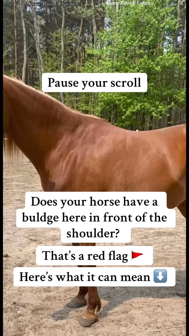 See that firm, rounded area right in front of the scapula, where the shoulder meets the base of the neck?
Most people assume it’s a sign of “good muscle.”
But more often… it’s a red flag for compensation. ⚠️
When the thoracic sling (the deep muscles that lift the ribcage between the shoulders) isn’t doing its job, the horse still has to find a way to move.
So instead of lifting through the core and sling, the horse starts to pull with the muscles in front of the shoulder — the brachiocephalicus and omotransversarius.
Those pulling muscles tighten, thicken, and form that visible “bulge” in front of the scapula.
🌟 It’s not true development.
🌟 It’s the body saying, “I’m doing my best… but I’m out of balance.”
💥 What Happens Next
That front-end tension doesn’t stop there. It travels:
Down the shoulder and thoracic sling, locking up the ribcage
Along the spine, flattening movement through the back
Into the sacrum, causing stiffness and unevenness behind
Soon, your horse feels “tight in front,” “stiff behind,” or “just not lifting through the back.”
🌿 How to Fix It
The solution isn’t to ride harder or “build more muscle” — it’s to retrain the system.
✨ Massage and myofascial release free up the tight brachiocephalicus and shoulder junction.
✨ Rehabilitation exercises — like sternum lifts, controlled backing, and gentle pole work — reactivate the thoracic sling so the ribcage can lift again.
✨ The result: tension melts, the false bulge fades, and the horse starts to carry from core to sacrum.
If you want to learn how to identify and fix these exact compensation patterns and learn how to massage your own horse, join Stone Brook Academy!
You’ll learn the hands-on techniques and exercises to restore true posture, relieve tension, and help your horse move in harmony again. 💫
🫶 Tap the link in my bio to start your transformation today.
🌿 Follow for more horse care tips
🌿 Save for later to look back at
🌿 Comment LEARN for your free acupressure guide for the sore back
#equestrian #equestrainlife #ranch #holistic #healer