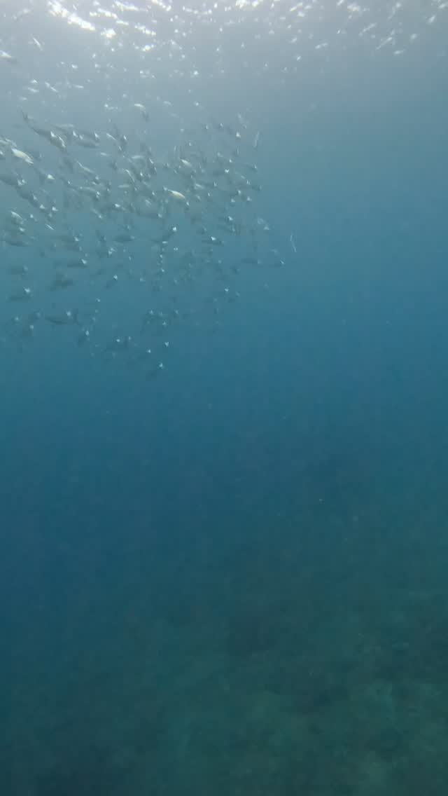 鮮度抜群の時は刺身にしたら抜群に美味しい魚。それがグルクマちゃん。昔インストラクター修行時代に泳ぎ釣りしてよく食べたなーって。
こんにちは!アワードダイビング沖縄です!
良いなと思ったらGood👍とフォロー🔔をお願いします。
沖縄本島中部〜北部の海でダイビングスクールとガイドをおこなっています。
沖縄のダイビング旅行はアワードダイビング沖縄で楽しもう!
アワードダイビング沖縄
https://www.awoddiving.com/
※ホームページからご予約可能です。
ーーーーーーーー
インスタグラム
ID/awoddiving_okinawa
ーーーーーーーー
YouTube
アワードダイビング沖縄
AWOD DIVING OKINAWA
ーーーーーーーー
#アワードダイビング沖縄 #scubadiving #沖縄ダイビングショップ #スキューバダイビング #awoddiving #okinawadiving #okinawadiving #沖縄ダイビング #underwater #沖縄ダイビングスクール #沖縄